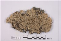 藏品(雪花衣屬)的圖片